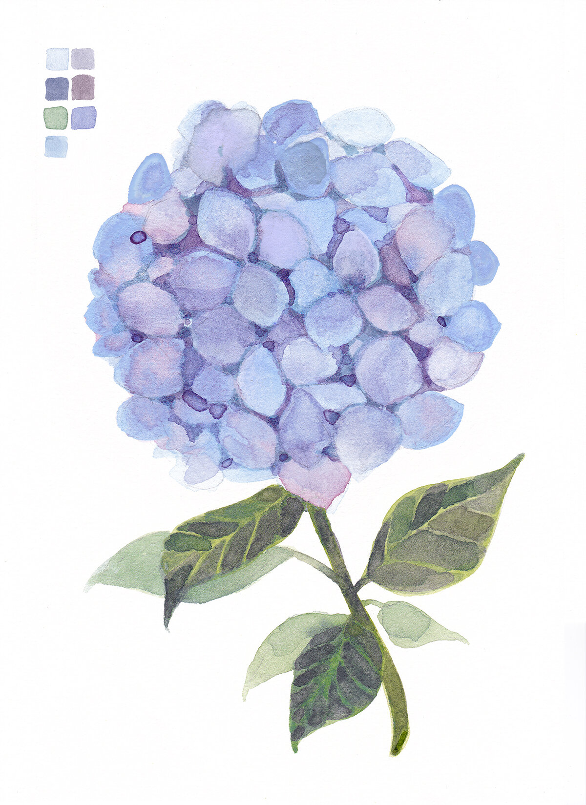 Blue Hydrangea Watercolor — YUUKI JIA